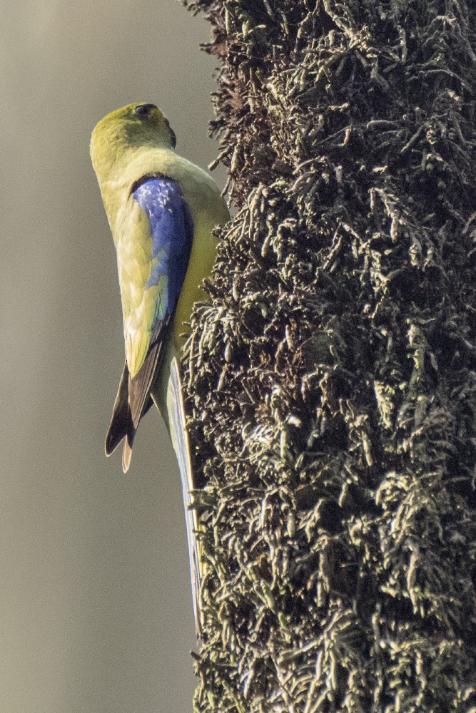 Синекрылый травяной попугайчик - ML646520929