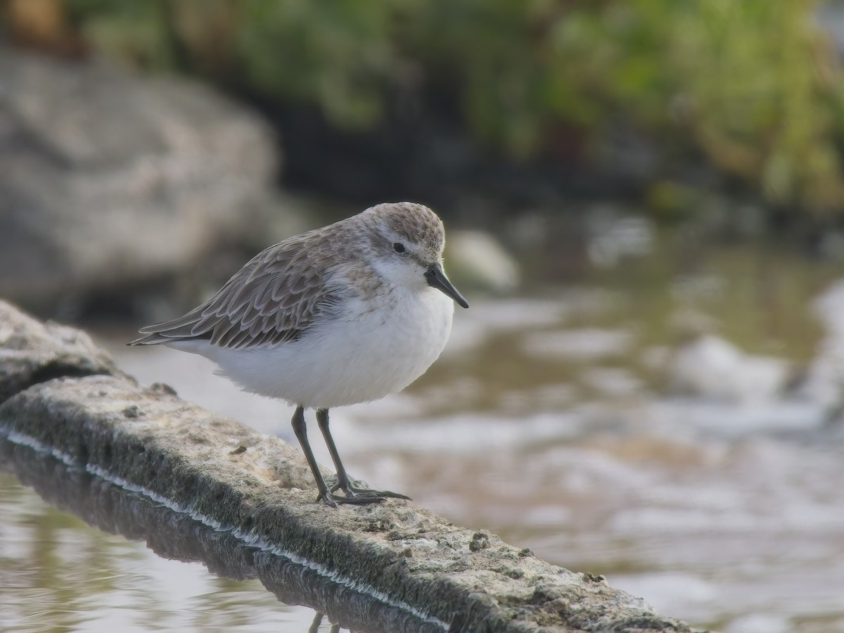 Semipalmated Sandpiper - ML646520930