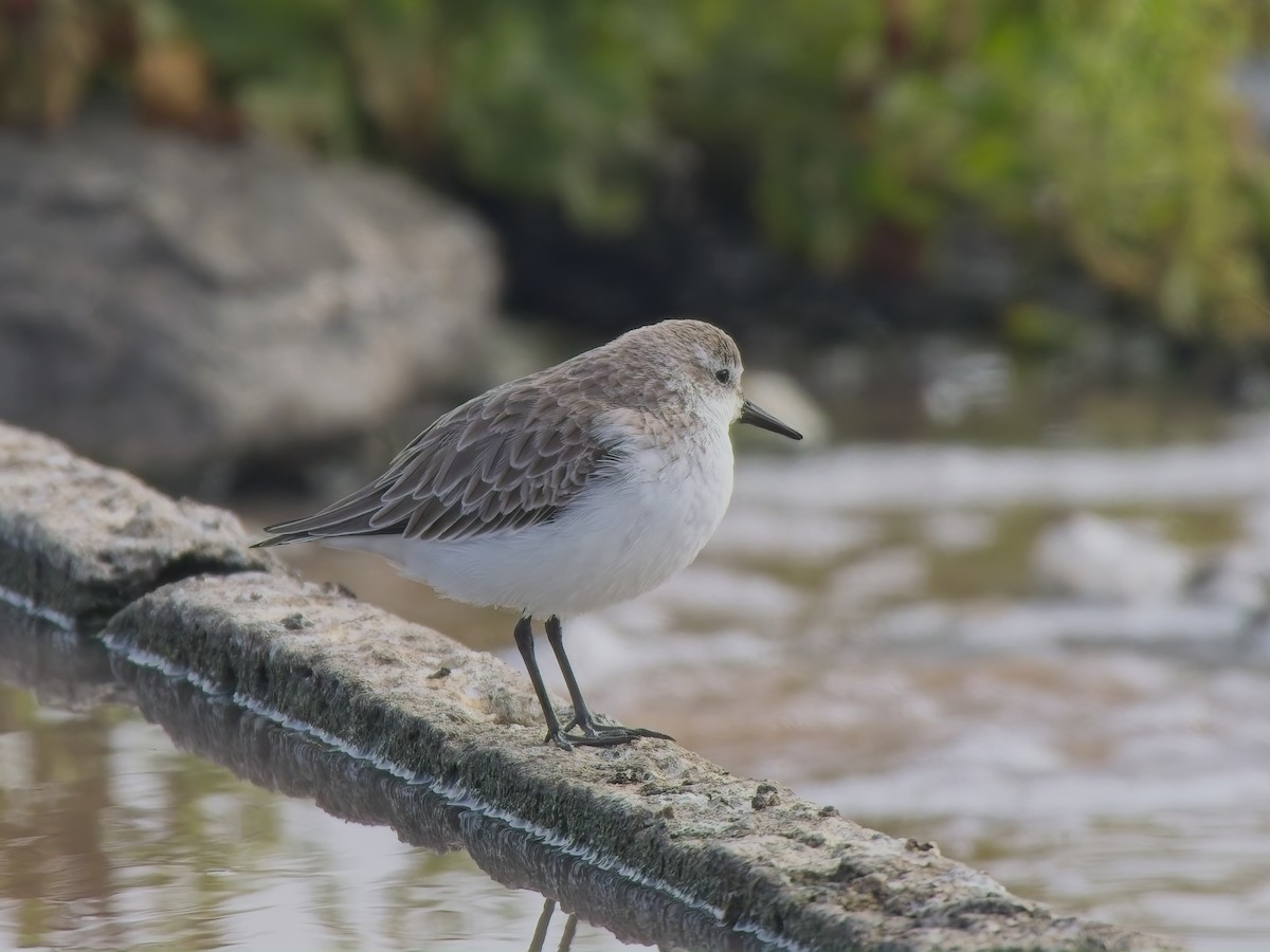 Semipalmated Sandpiper - ML646520931