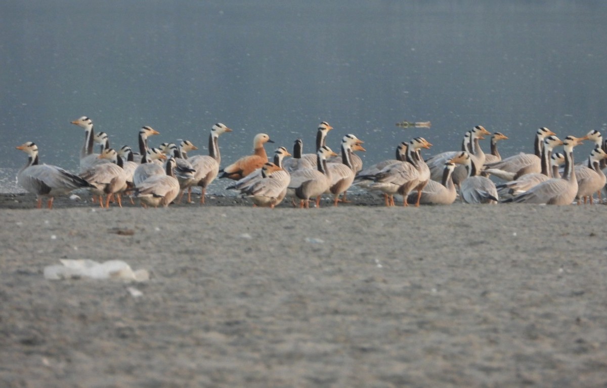 Bar-headed Goose - ML646520932
