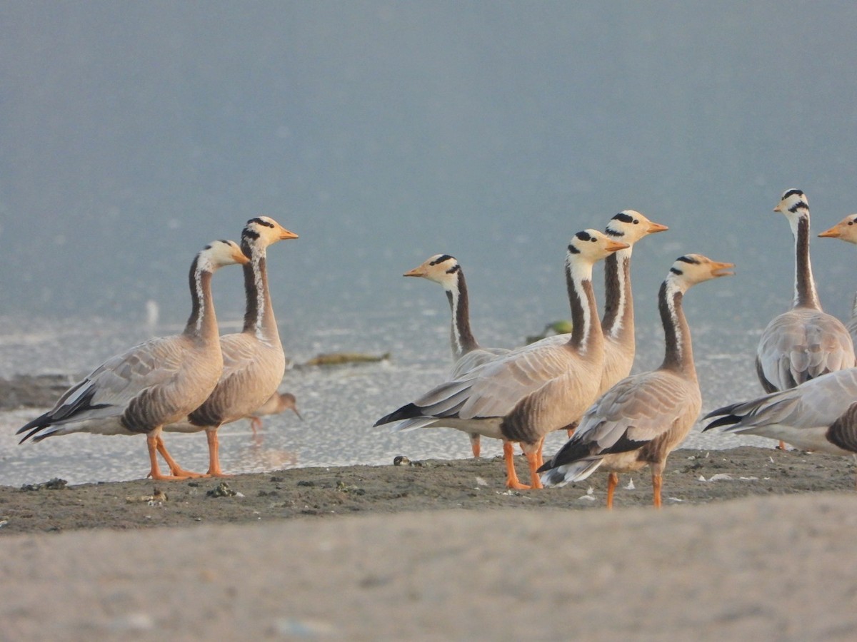 Bar-headed Goose - ML646520933