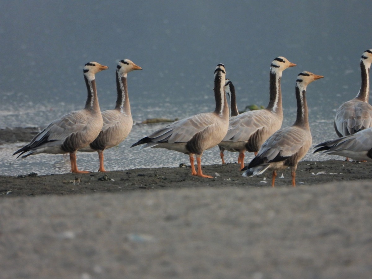 Bar-headed Goose - ML646520934