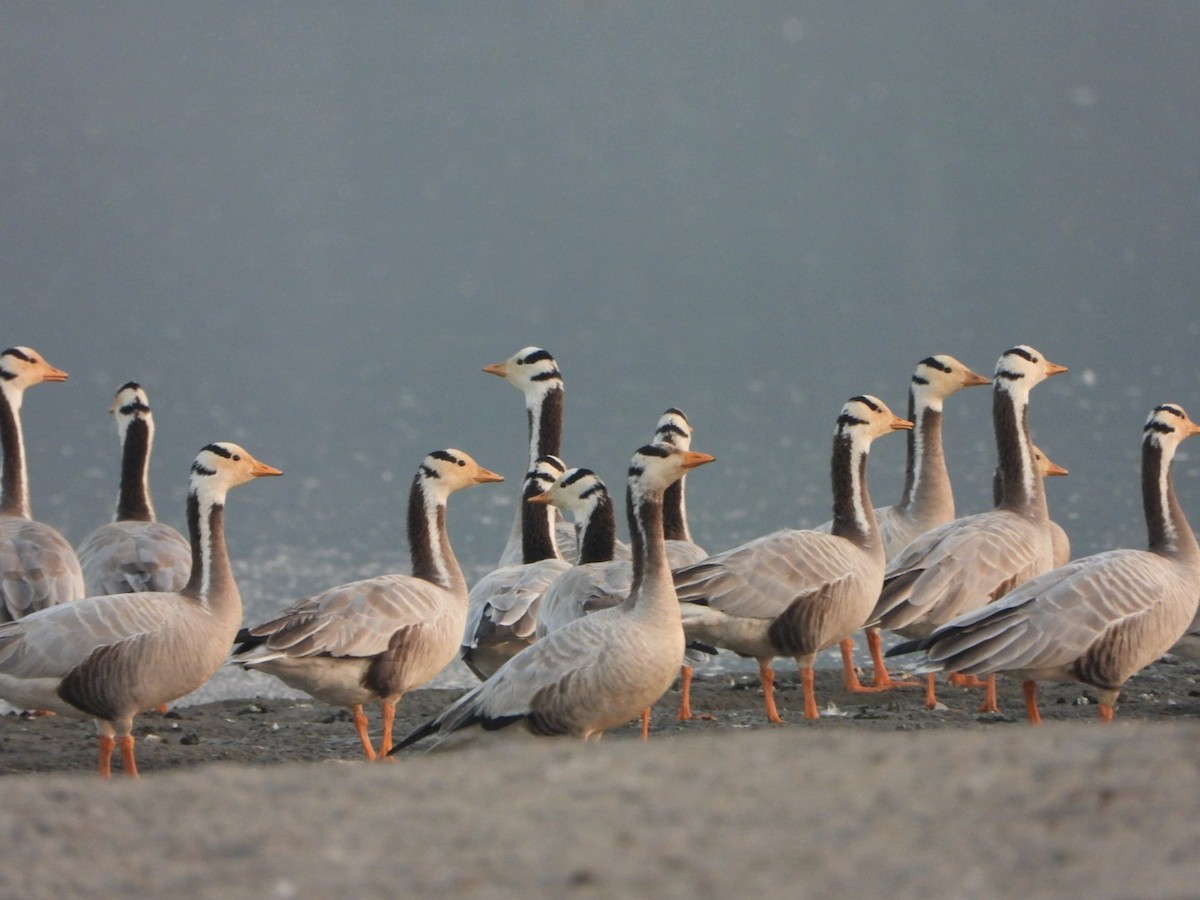 Bar-headed Goose - ML646520935