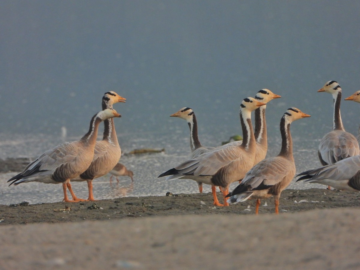 Bar-headed Goose - ML646520936