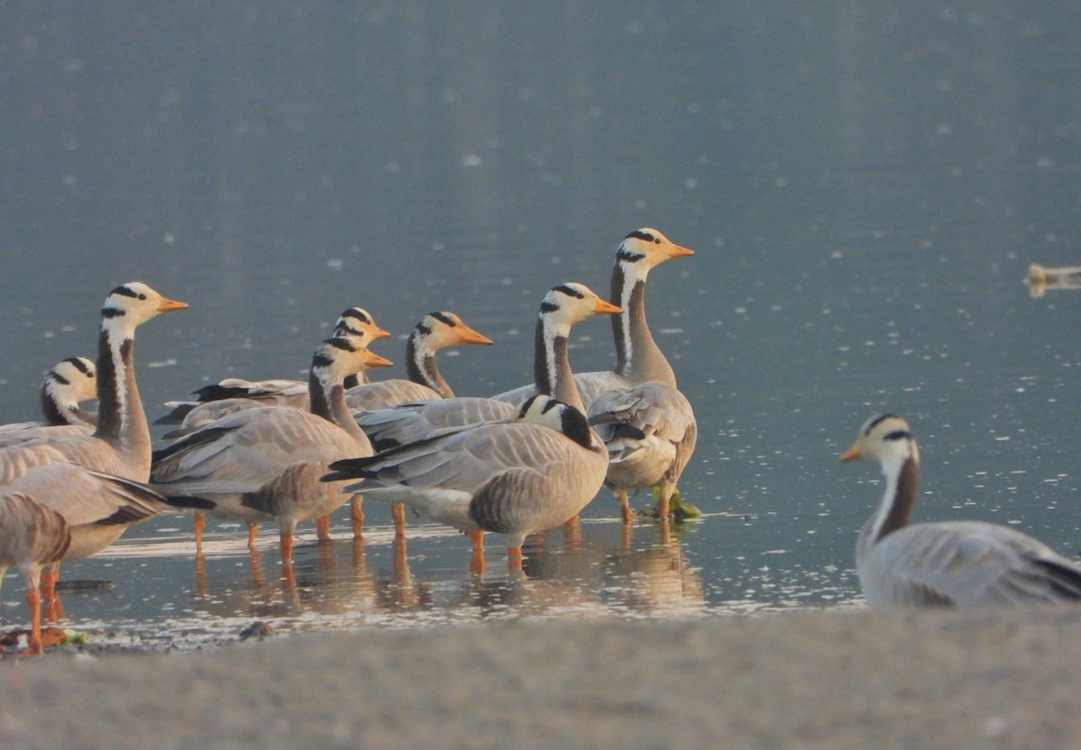 Bar-headed Goose - ML646520937