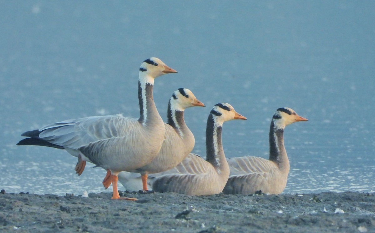 Bar-headed Goose - ML646520938