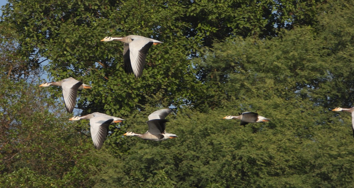 Antzara indiarra - ML646520939