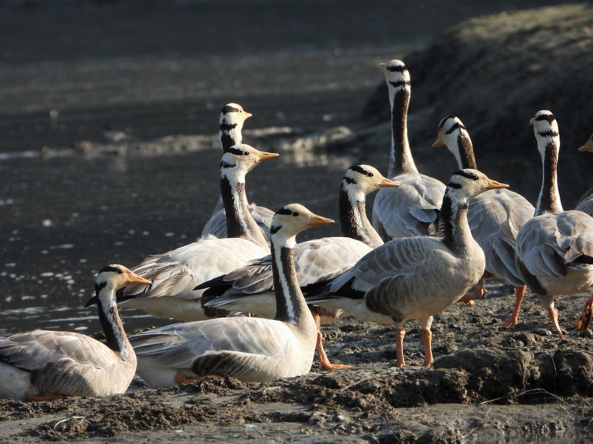 Bar-headed Goose - ML646520940