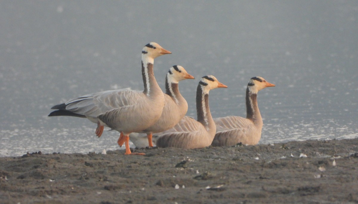 Bar-headed Goose - ML646520941