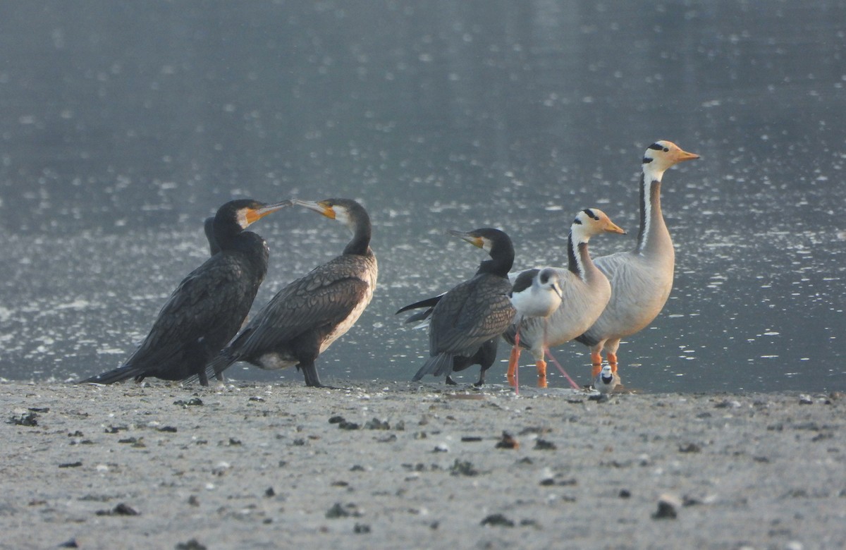 Bar-headed Goose - ML646520942