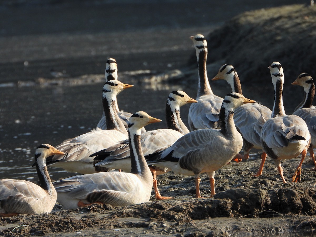 Bar-headed Goose - ML646520943