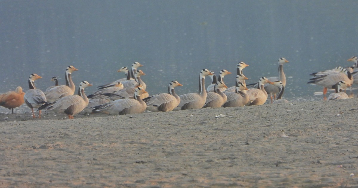 Bar-headed Goose - ML646520944
