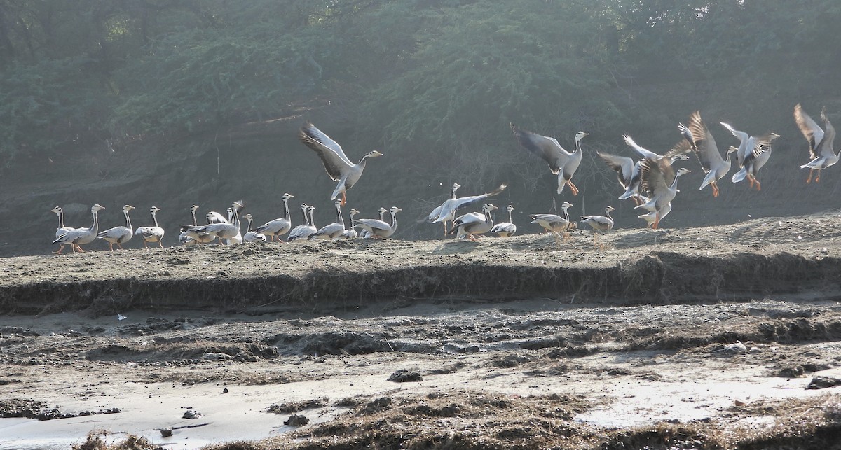 Bar-headed Goose - ML646520945