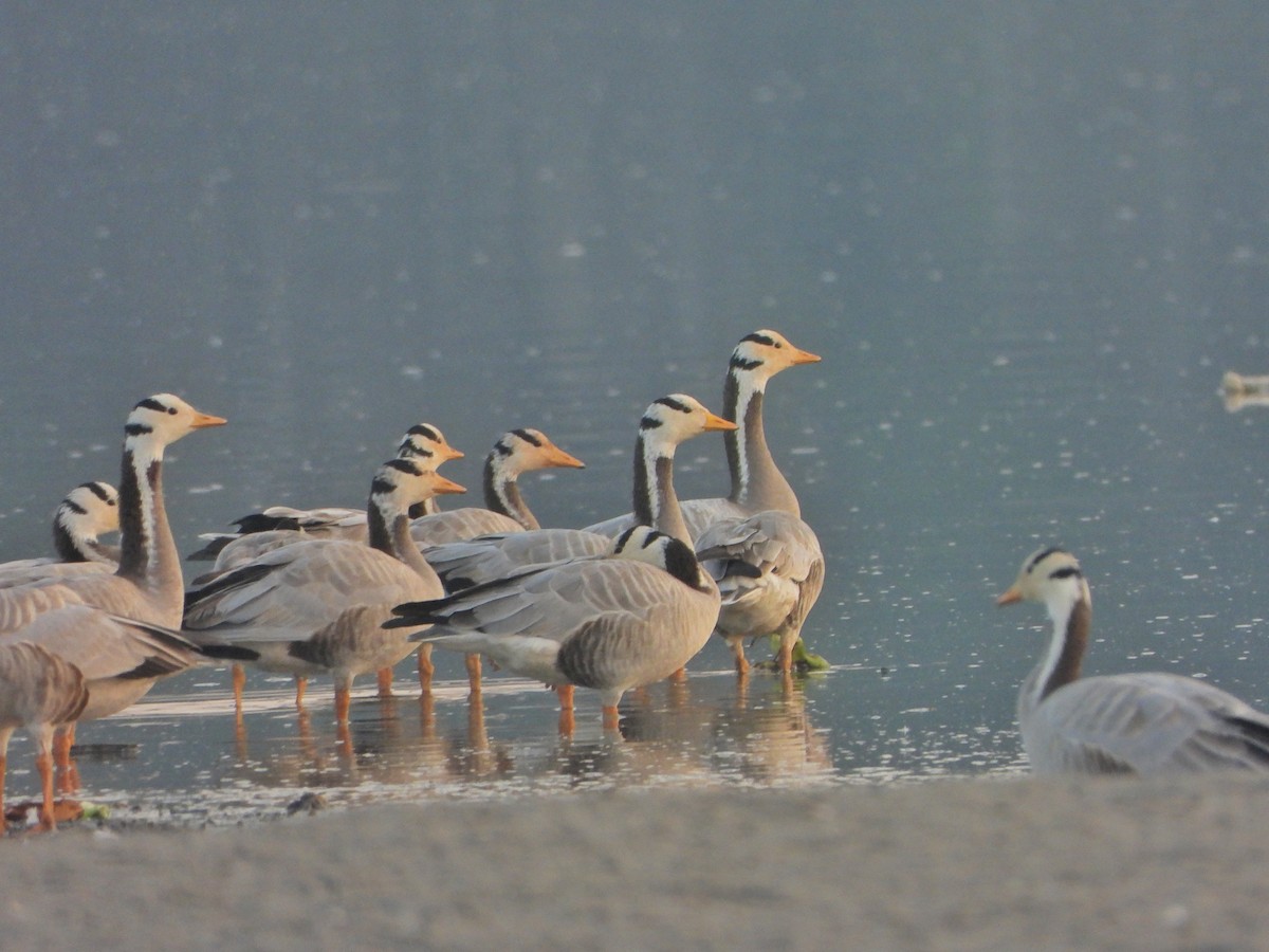 Bar-headed Goose - ML646520946