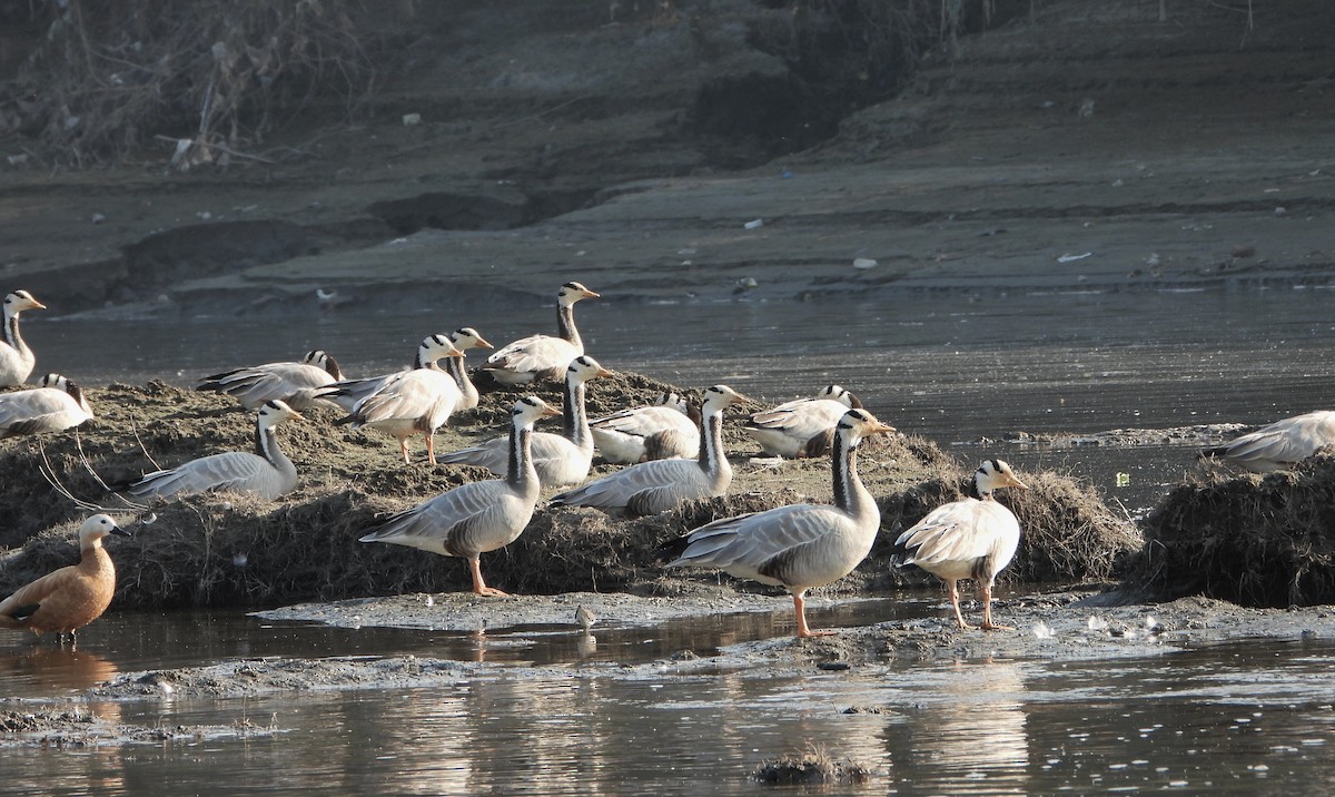 Bar-headed Goose - ML646520947