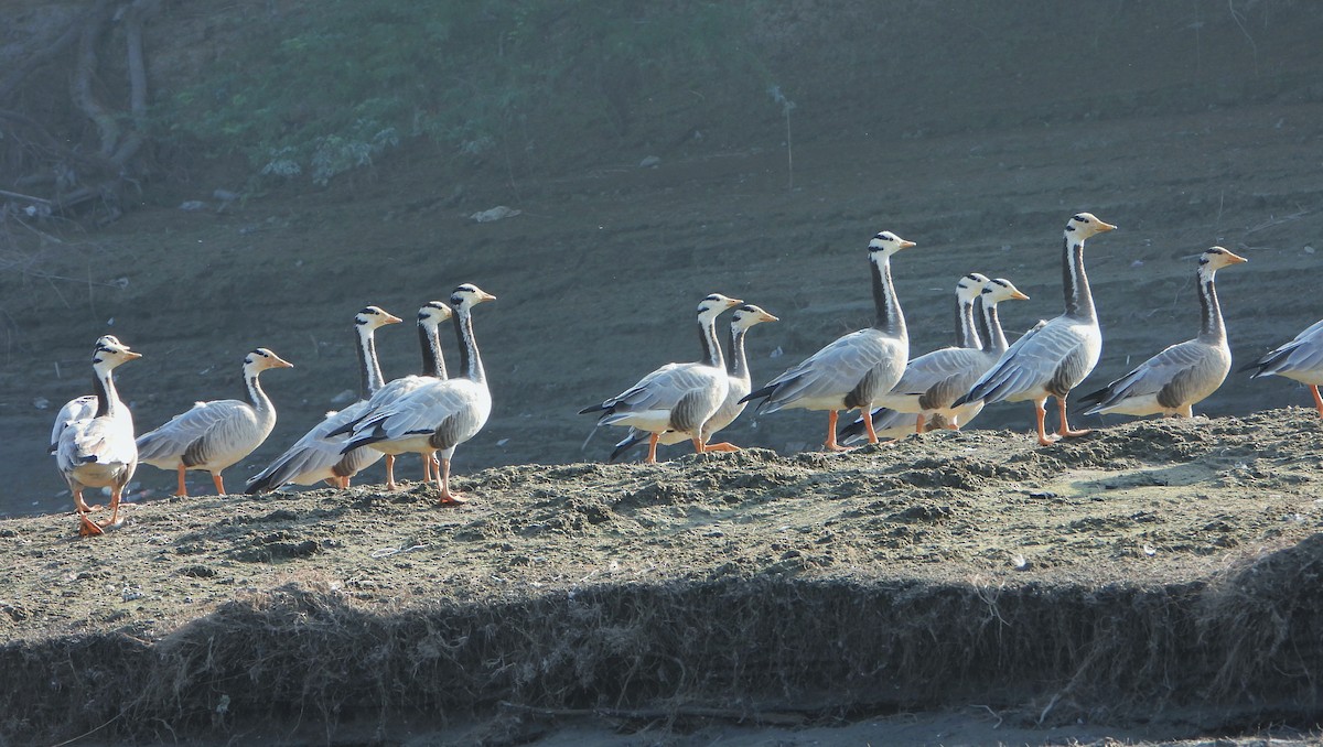 Bar-headed Goose - ML646520948