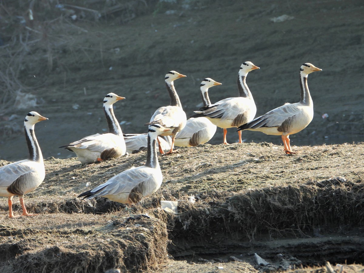 Bar-headed Goose - ML646520949