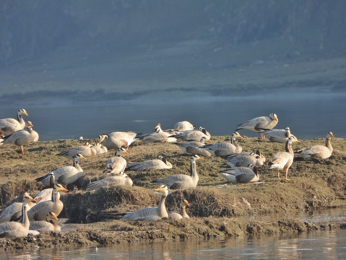 Antzara indiarra - ML646520950