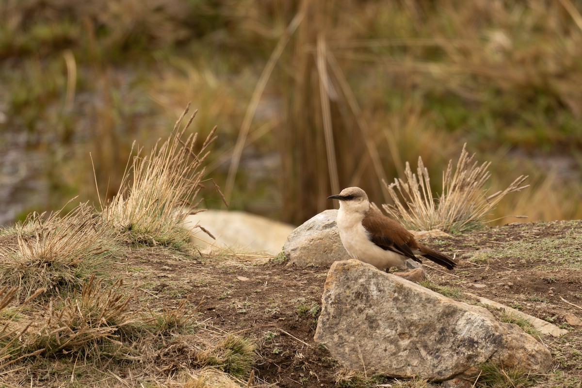 Weißbauch-Uferwipper - ML646520951
