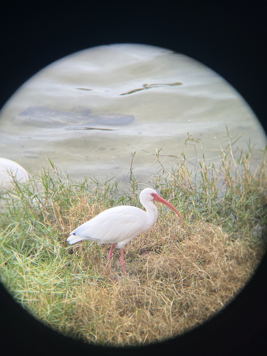 White Ibis - ML646520952