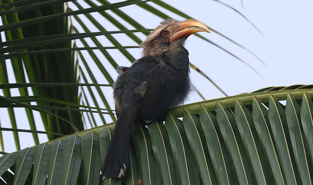 Малабарский серый ток - ML646520953