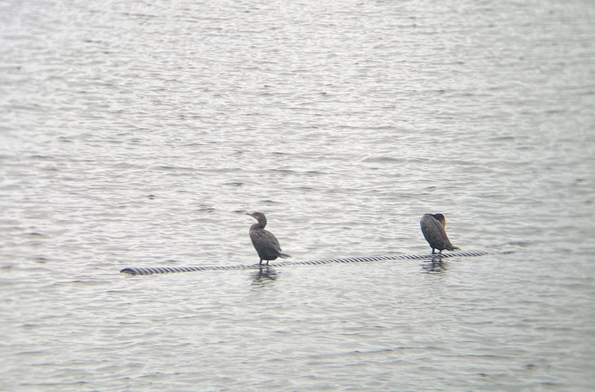 Ушастый баклан - ML646520955