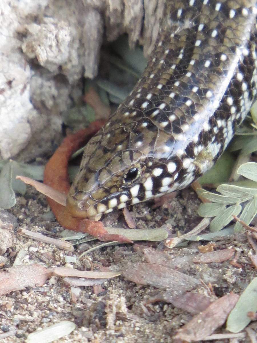 Ocellated Bronze Skink - ML646520956