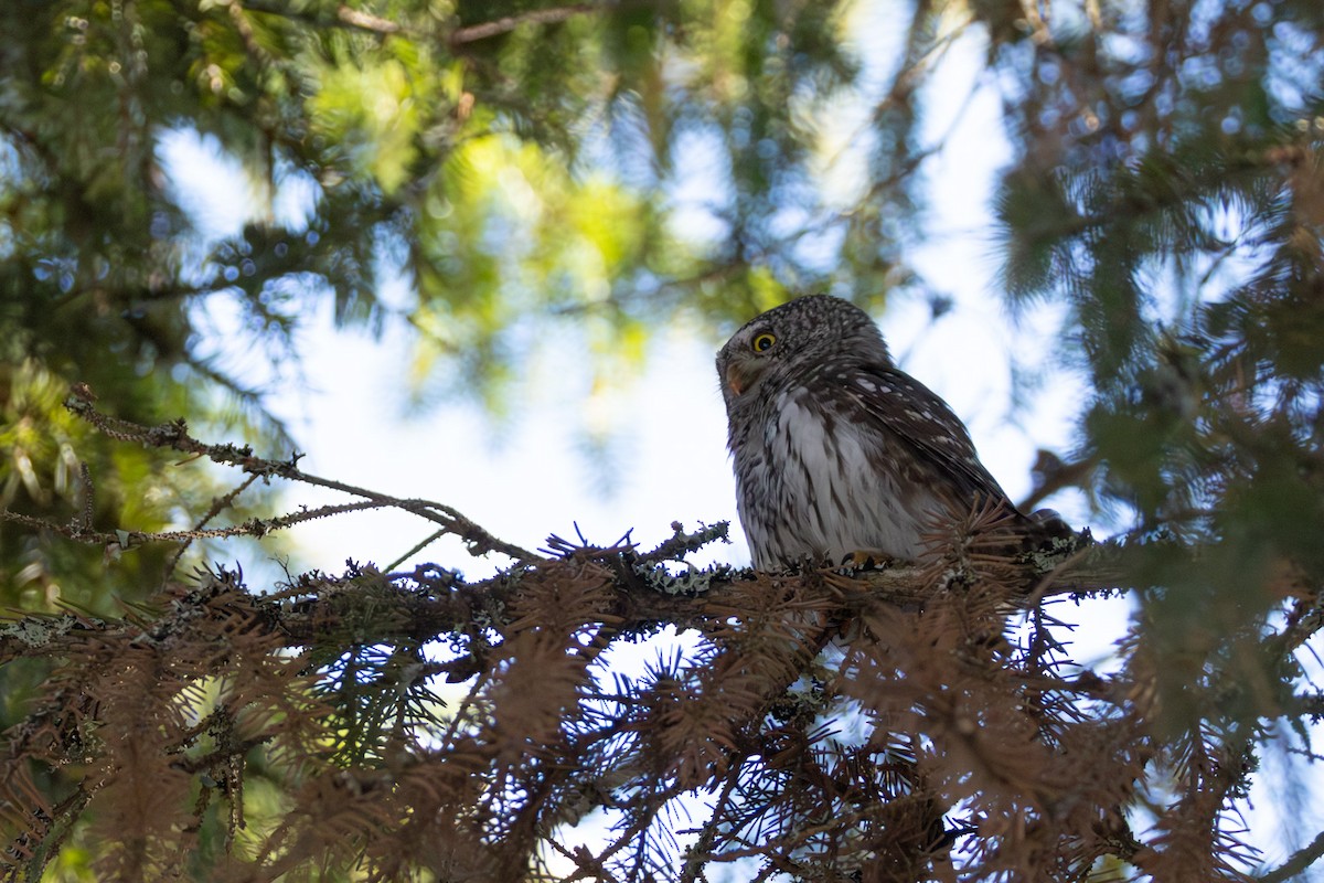 Eurasian Pygmy-Owl - ML646520959