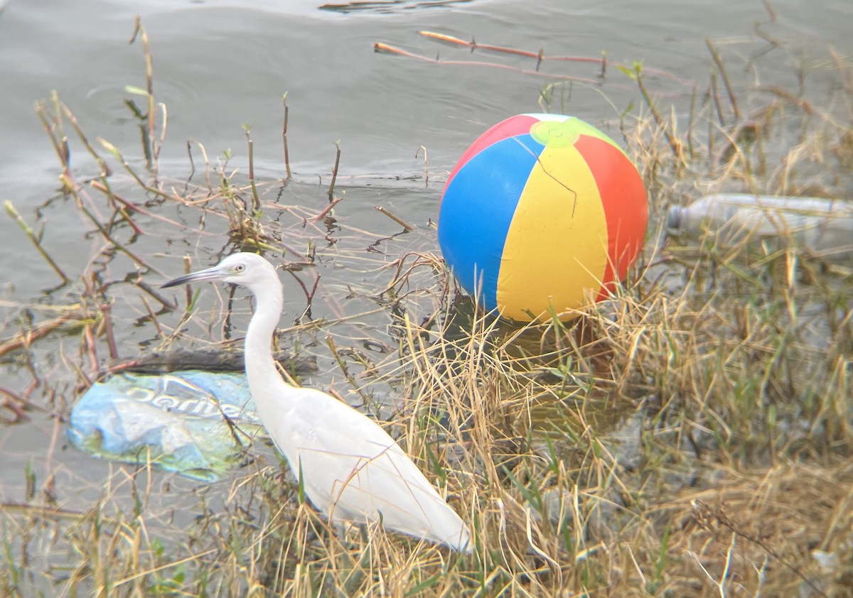 Little Blue Heron - ML646520960