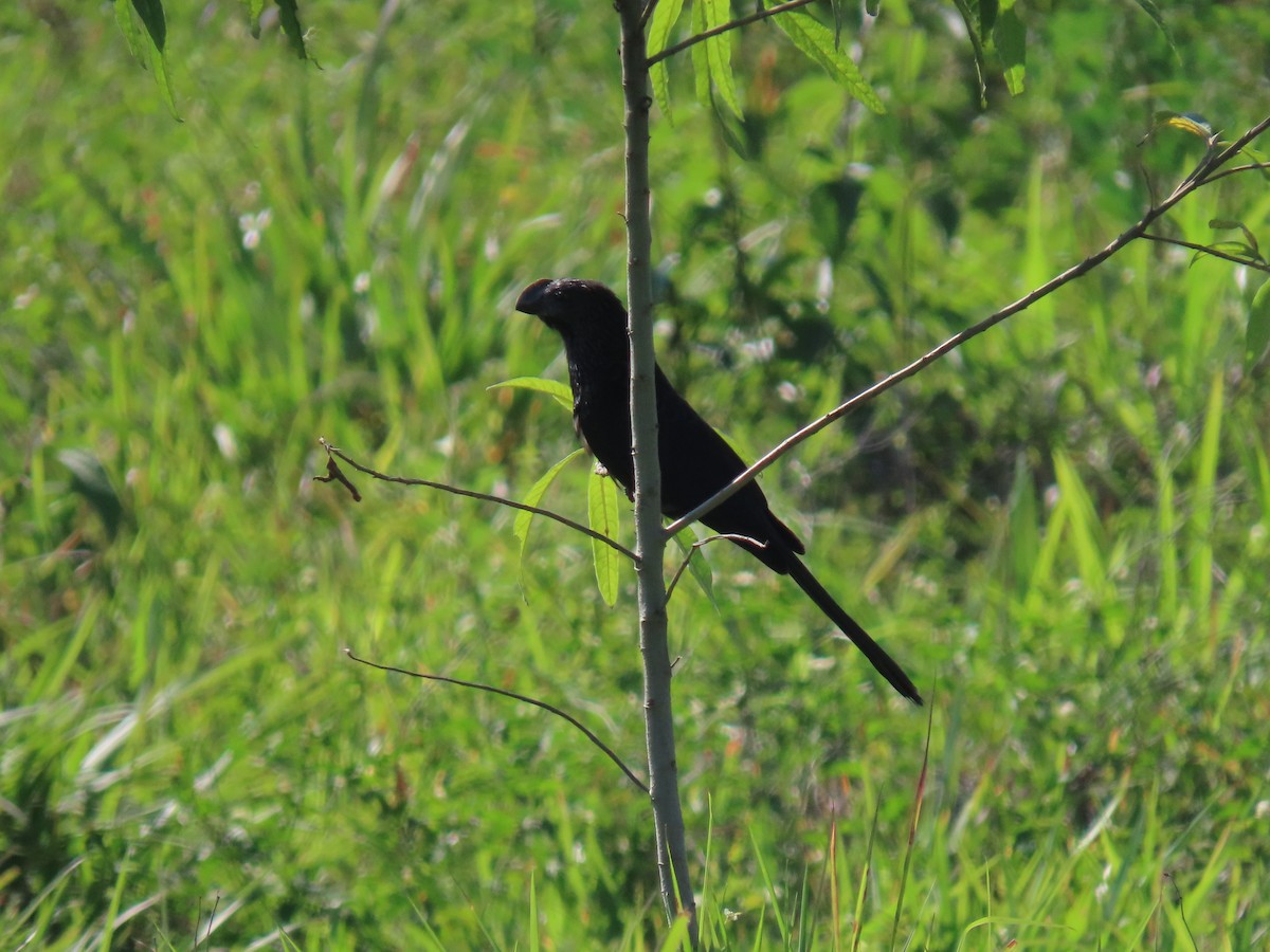 Smooth-billed Ani - ML646520962