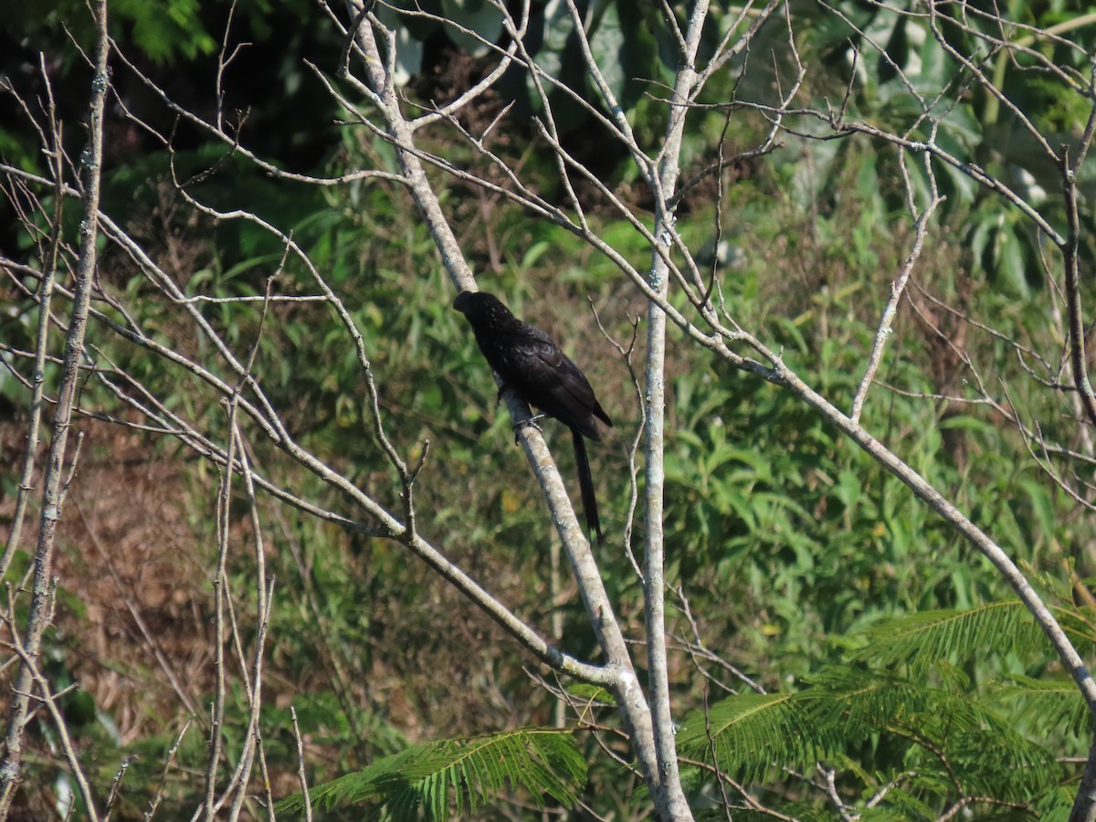Smooth-billed Ani - ML646520965