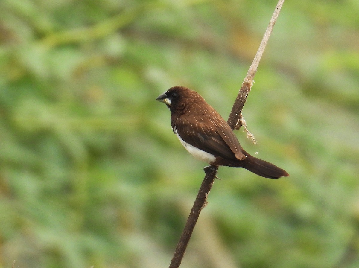 hvitgumpnonne - ML646520968