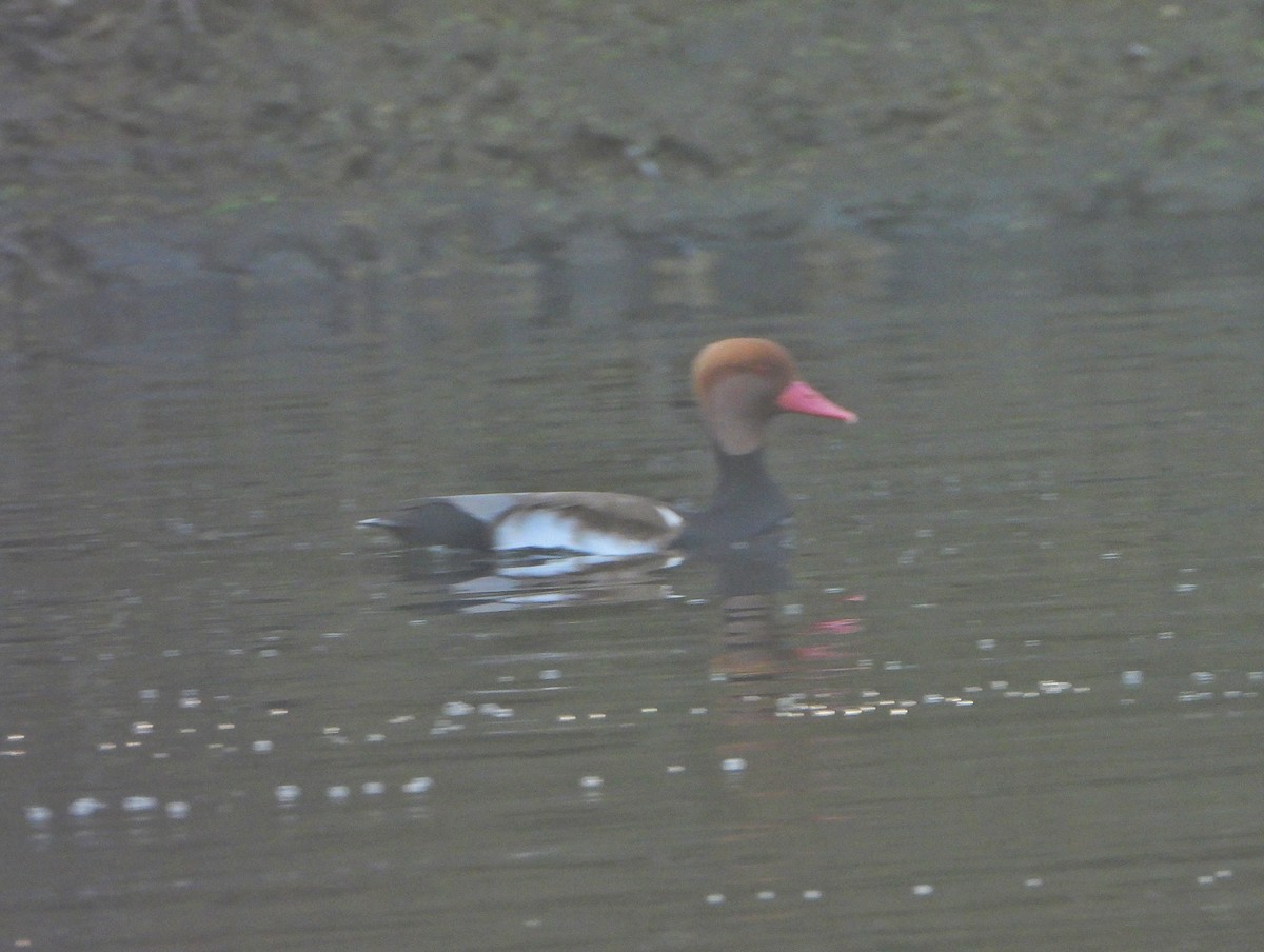 Чернь червонодзьоба - ML646520979