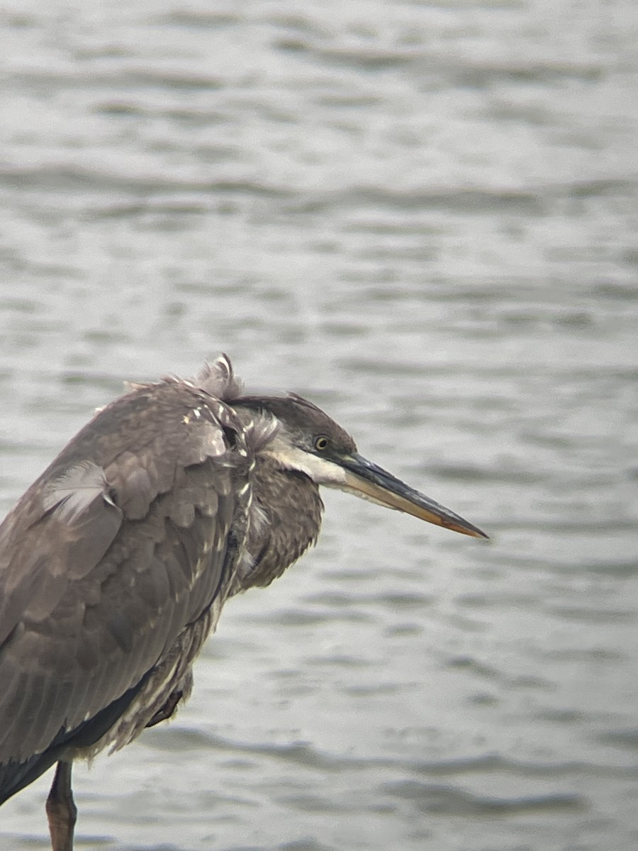 Great Blue Heron - ML646520980