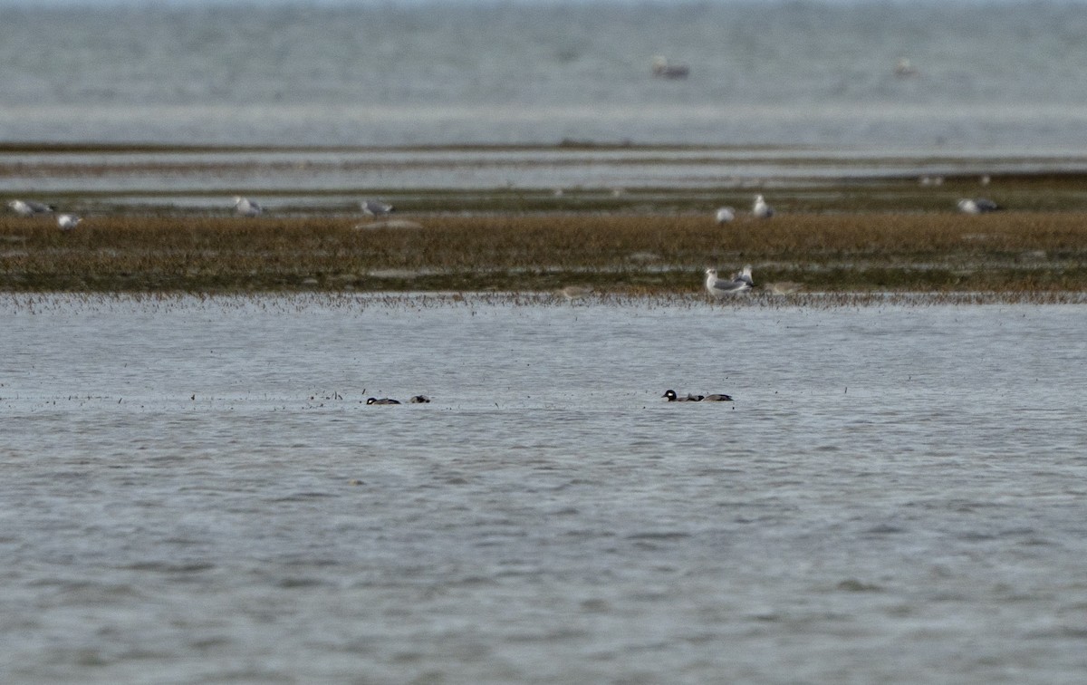 Bufflehead - ML646520981