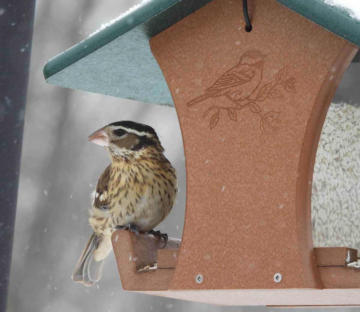 Rose-breasted Grosbeak - ML646520982