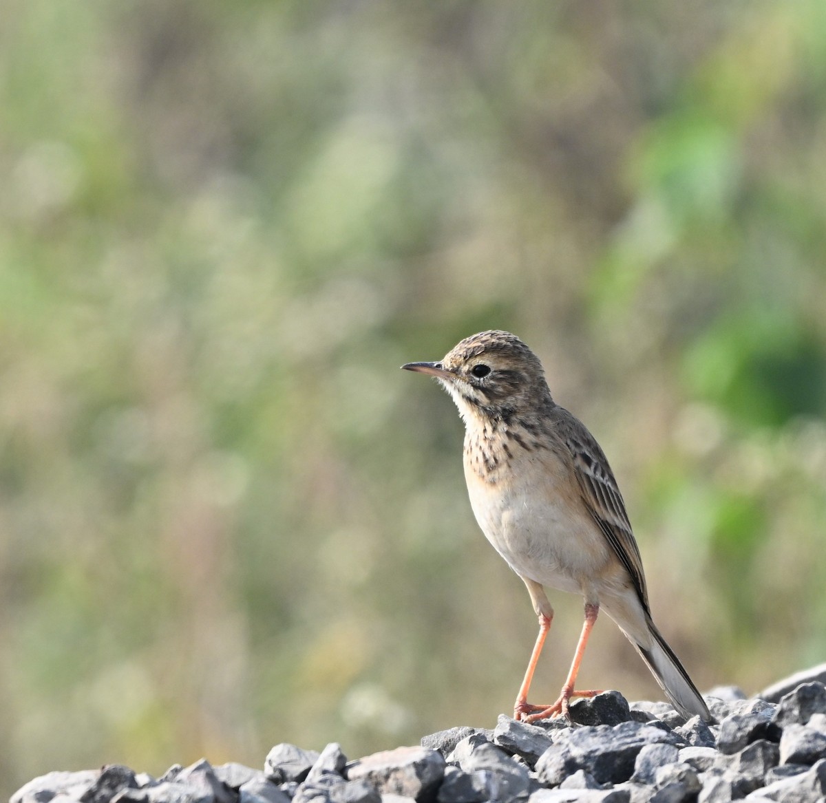 ヒメマミジロタヒバリ - ML646520983