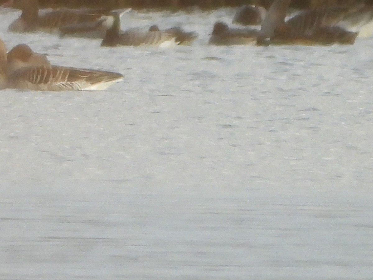 berneška bělolící - ML646520989