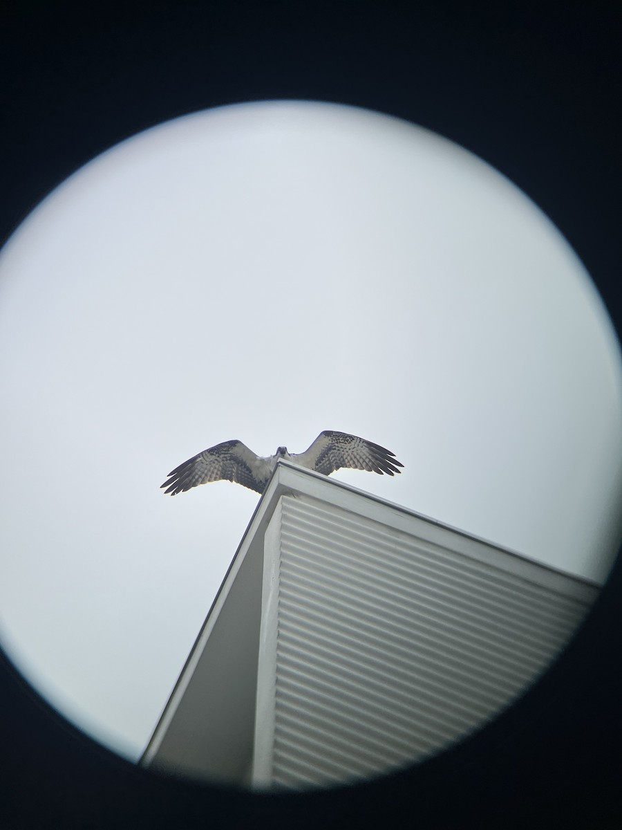 Osprey - ML646520990