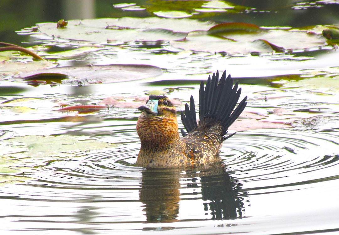 Malvasía Enmascarada - ML646520992