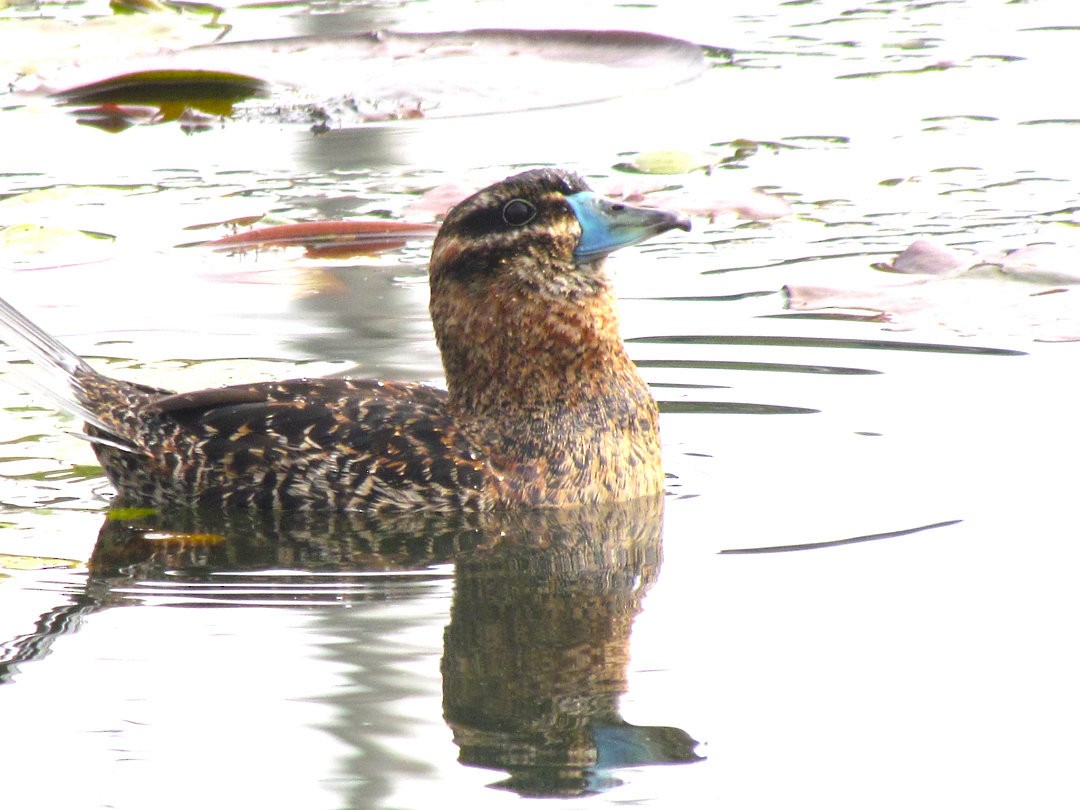 Malvasía Enmascarada - ML646520993