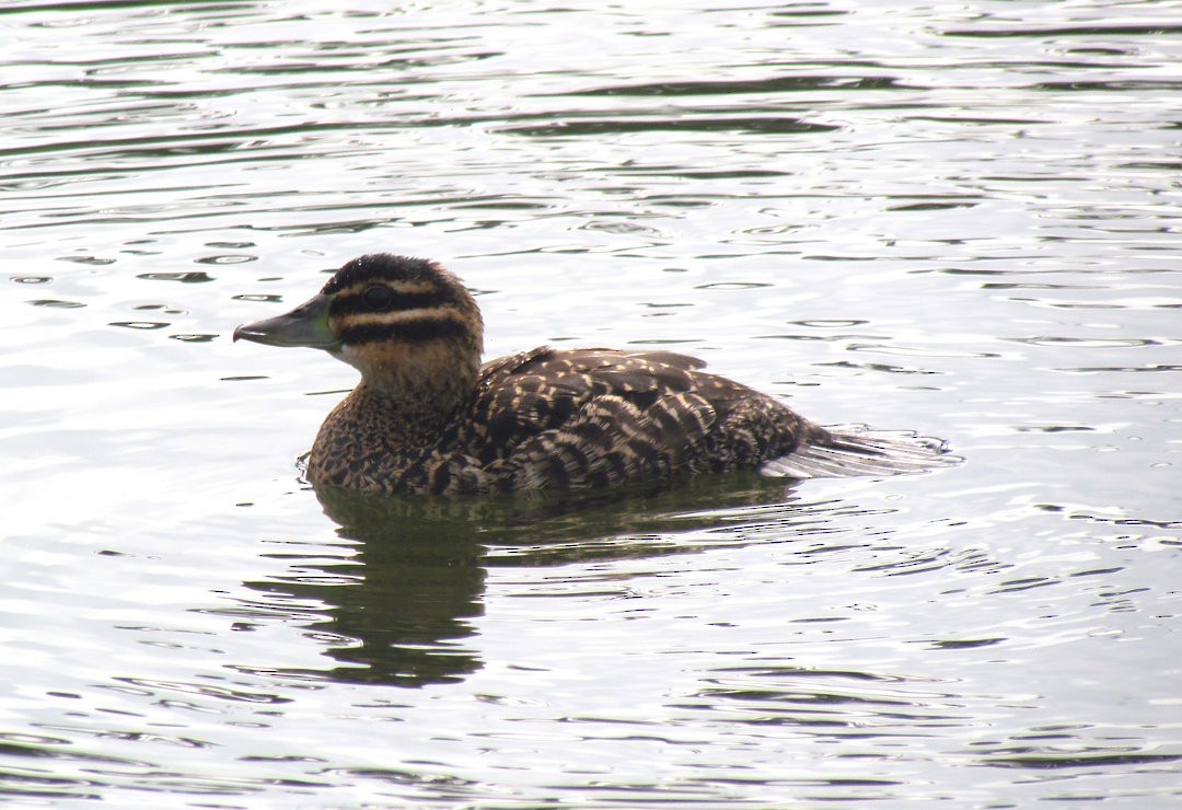 Malvasía Enmascarada - ML646520994