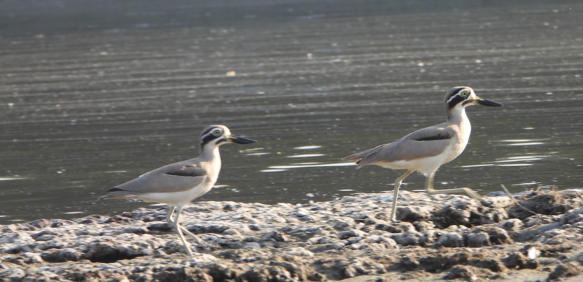 Лежень великий - ML646520995