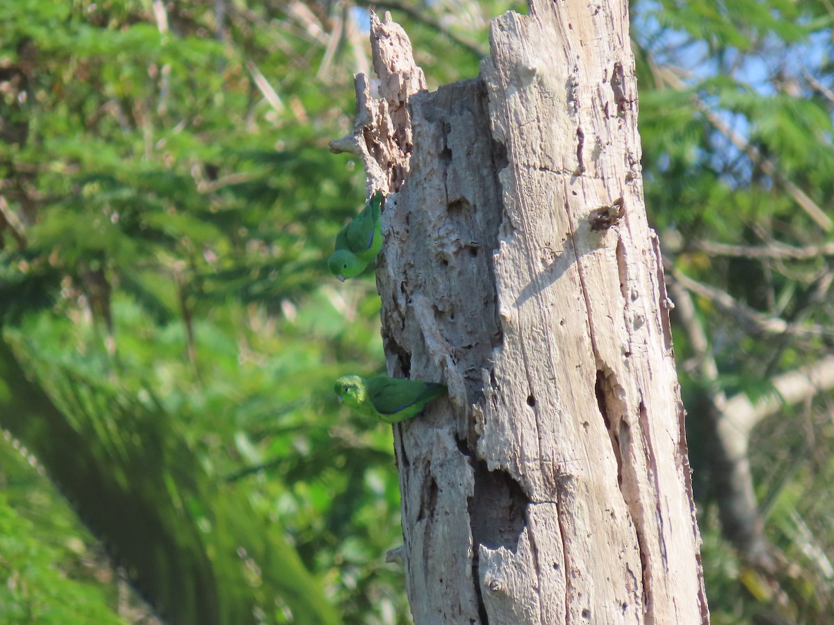 Toui de Spix - ML646520999