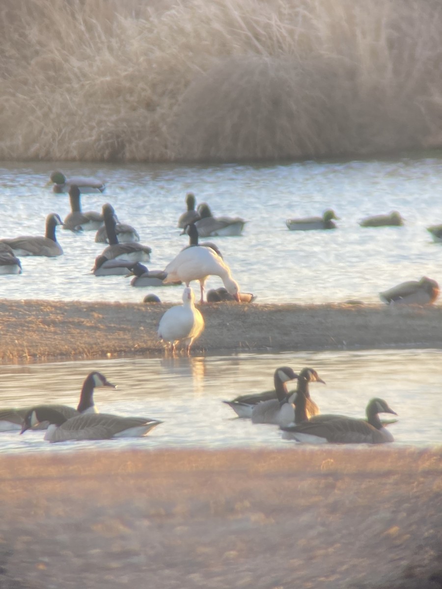 Kar Kazı - ML646521005