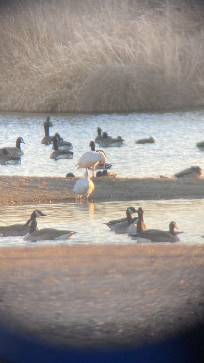 Kar Kazı - ML646521006