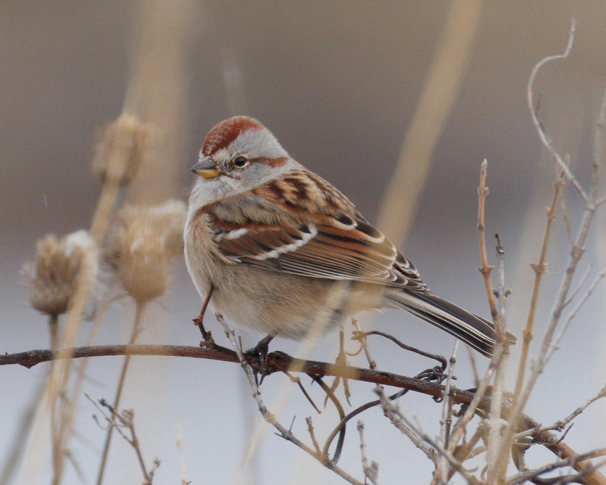 Bruant hudsonien - ML646521007