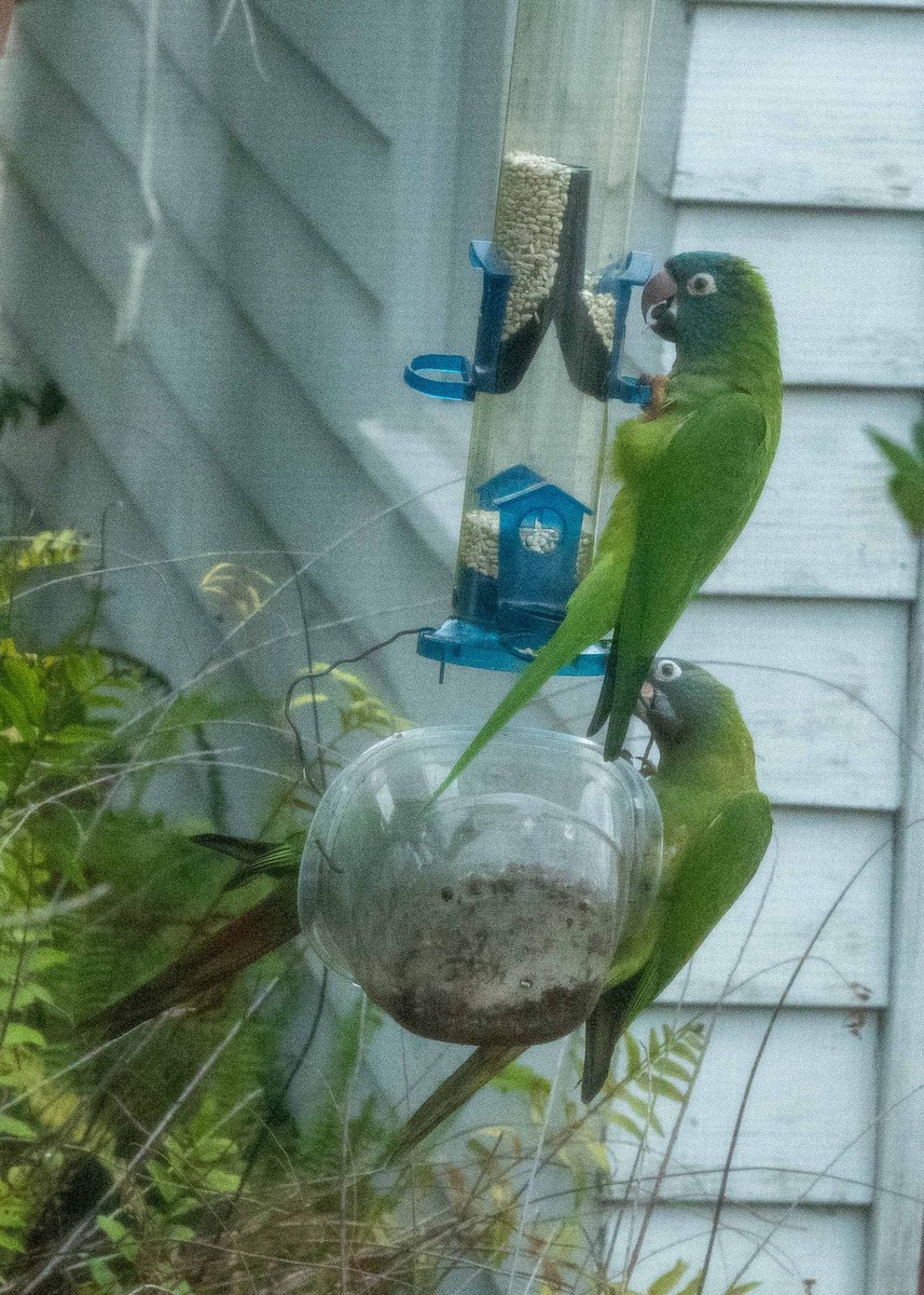 Blue-crowned Parakeet - ML646521013