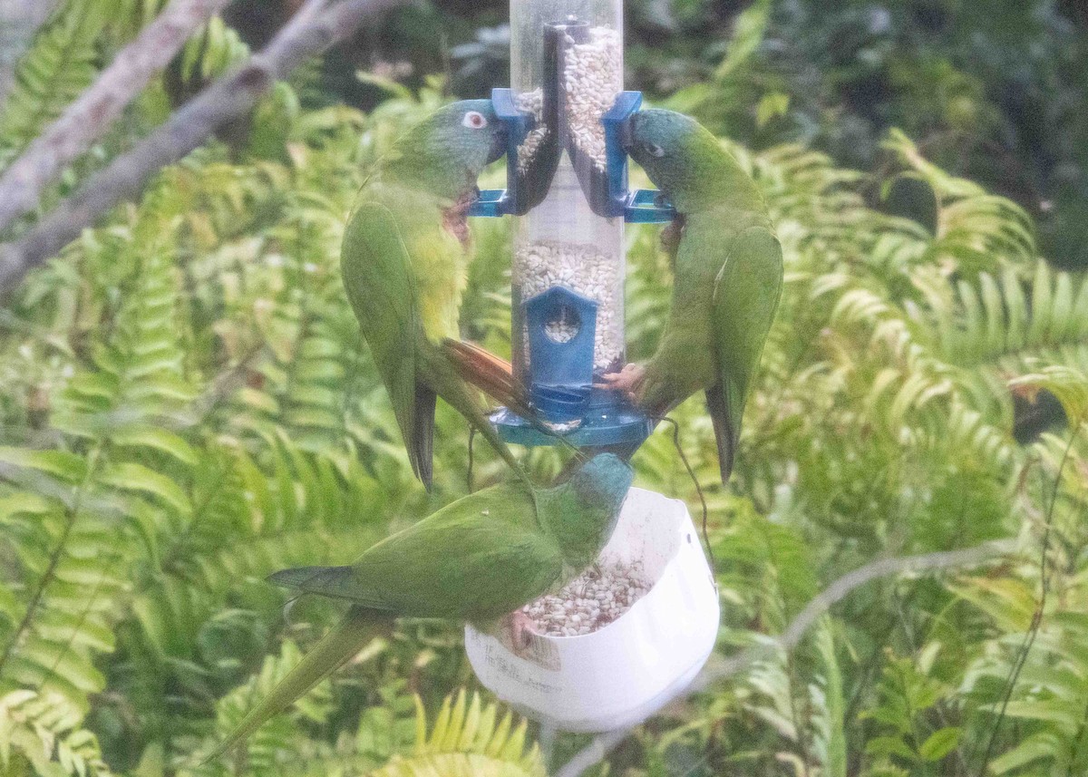 Blue-crowned Parakeet - ML646521014