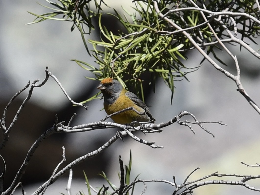 Gray-hooded Sierra Finch - ML646521015